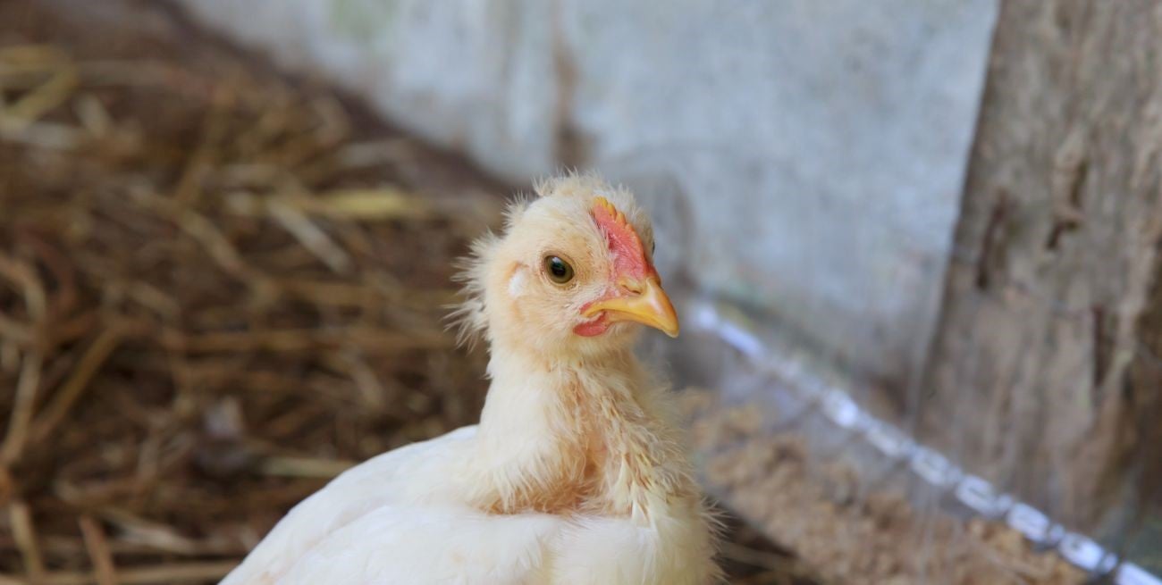 Uruguay declara emergencia sanitaria por gripe aviar y endurece controles en todo el país