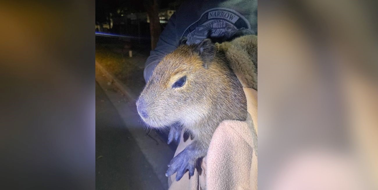 Policías rescataron un capibara sobre el techo de una vivienda