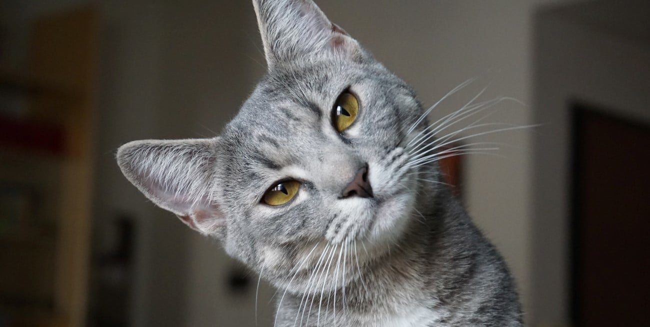 Día Internacional del Gato: por qué se celebra el 8 de agosto