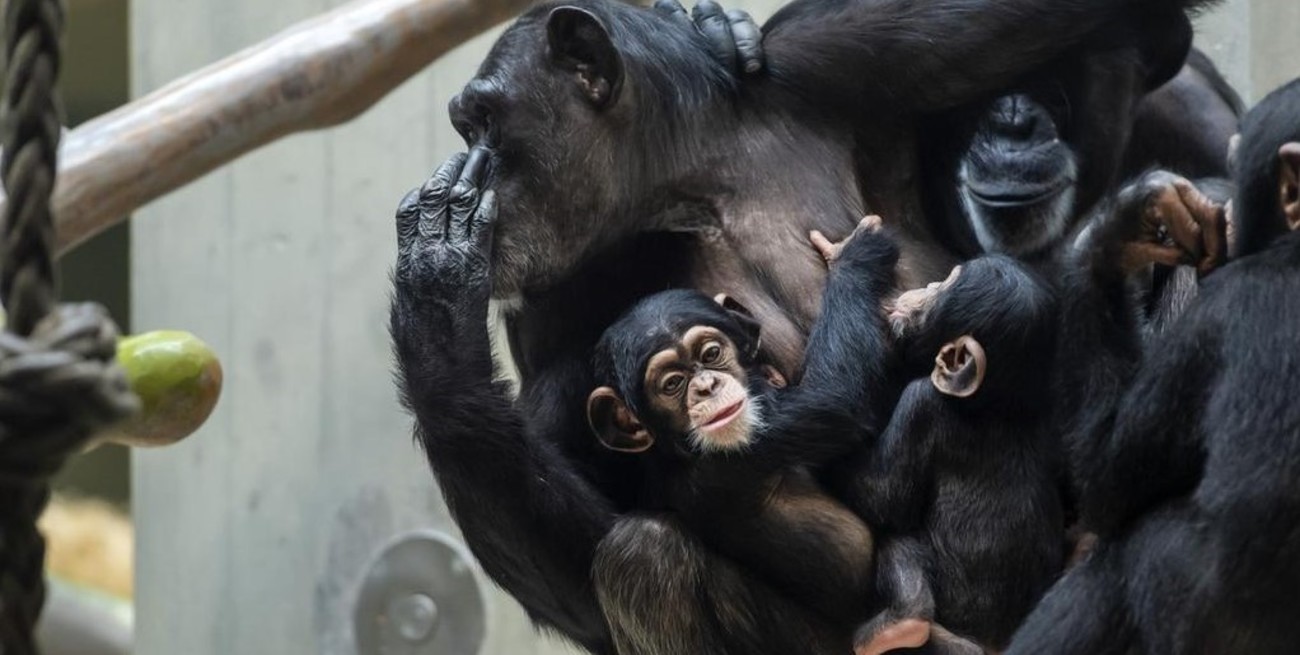 Ellas pueden mandar: un estudio con primates contradice la idea del macho alfa dominador