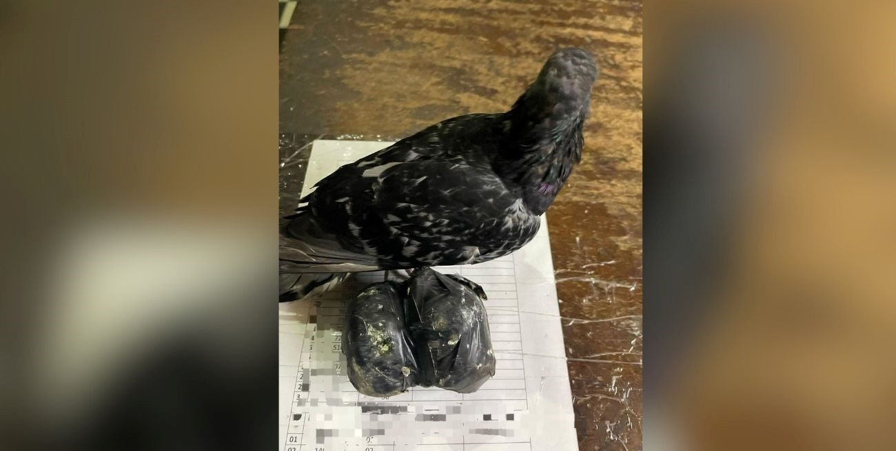 Hallaron una paloma con droga atada a la pata cerca de la cárcel de Coronda