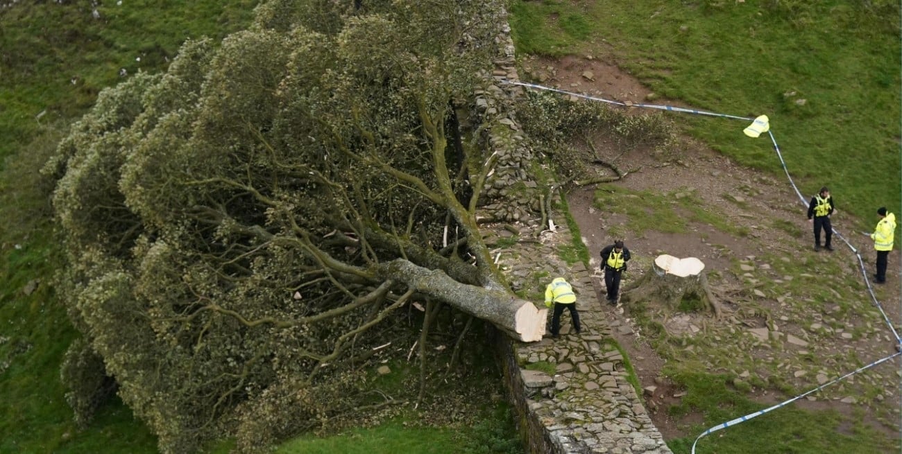 Cortaron el árbol de Robin Hood: dos hombres condenados a más de cuatro años de prisión