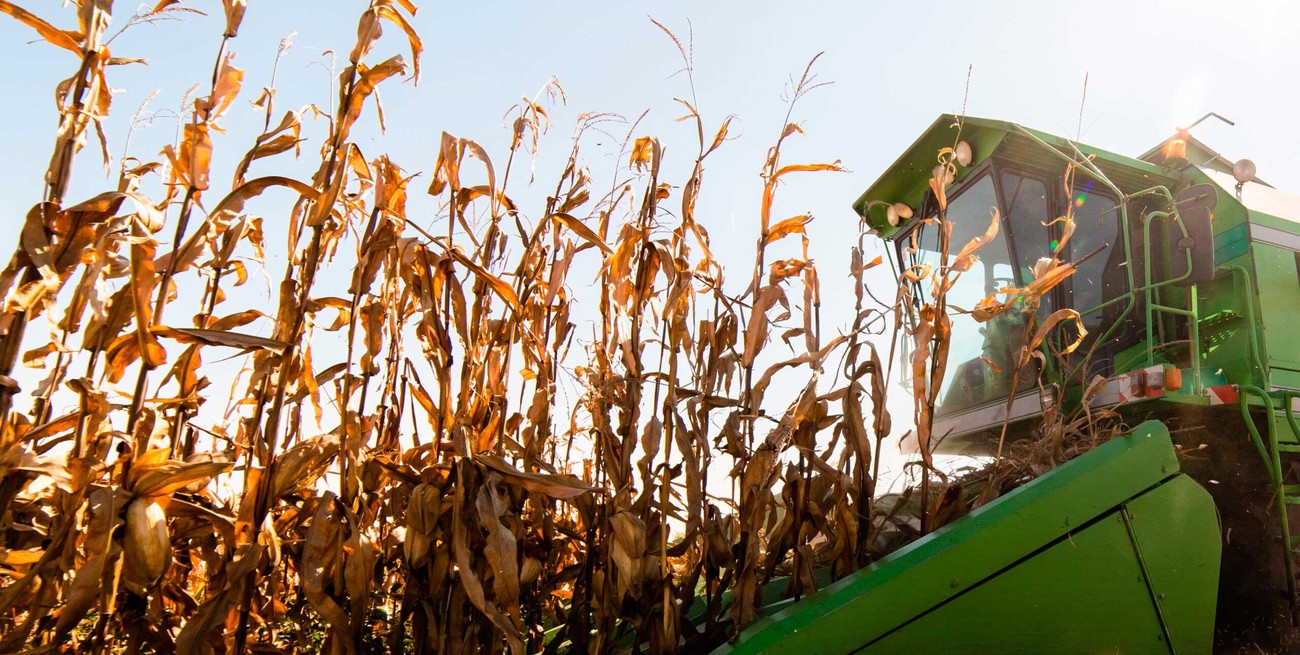 Alerta en el campo: los márgenes de la soja caen a niveles críticos en Argentina