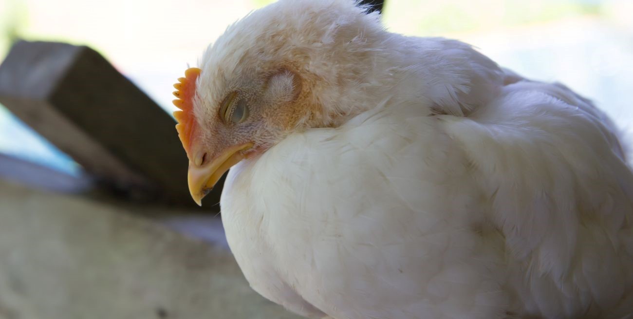 Confirman un caso de gripe aviar en una localidad de Buenos Aires: medidas  y recomendaciones