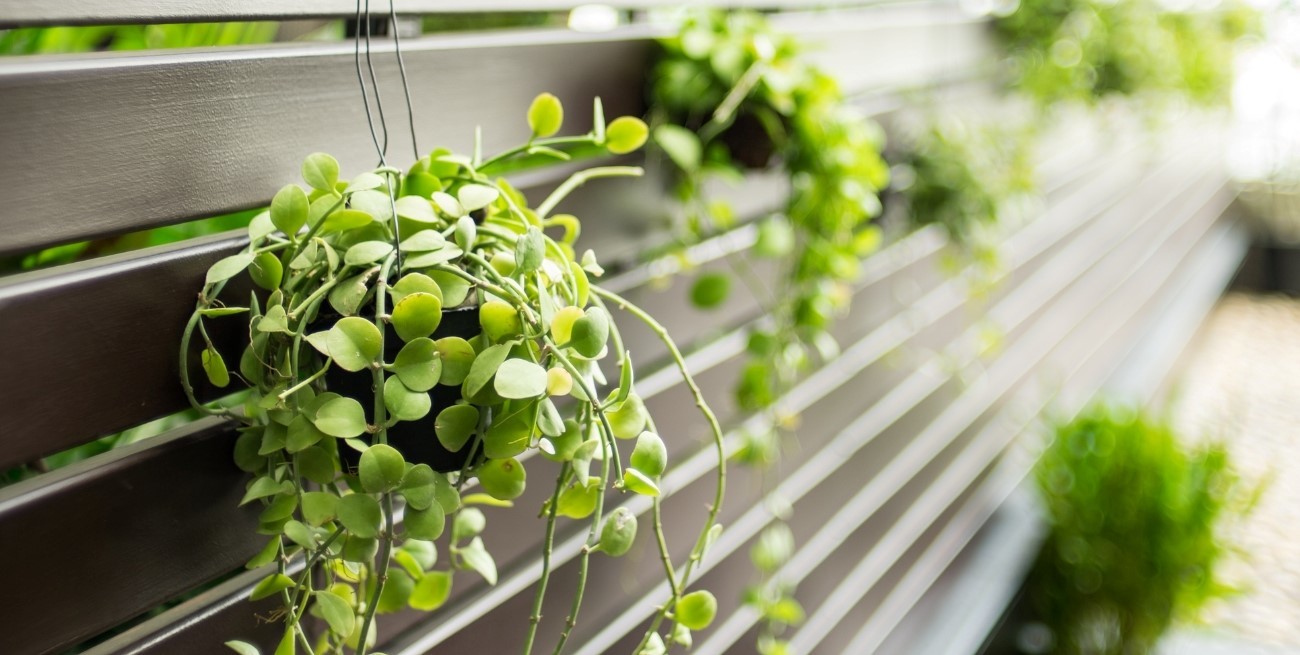 Jardines verticales: el truco para tener plantas en espacios chicos en invierno