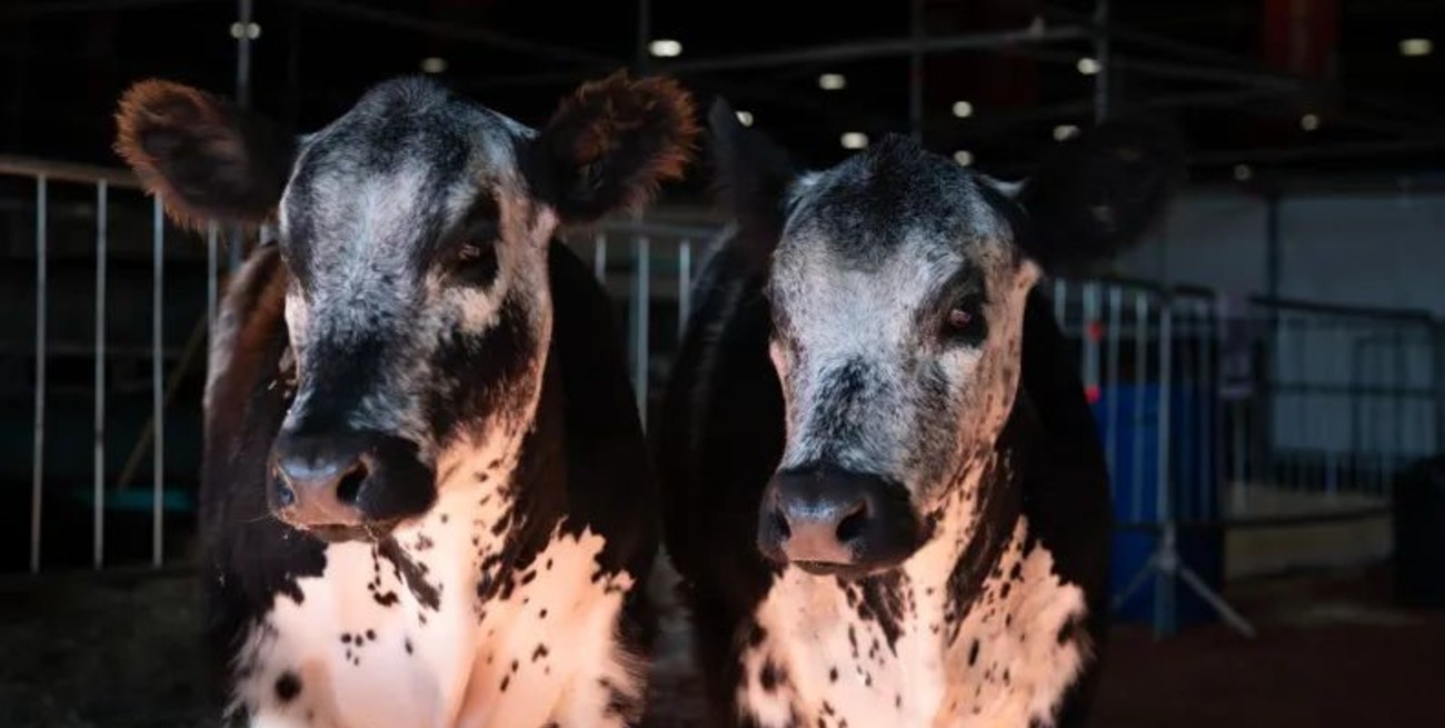 Expectativa por una nueva raza bovina que entusiasma a productores ganaderos en la Rural