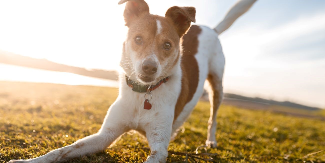 Día Mundial del Perro: claves para una vida larga y feliz para nuestros "amigos de cuatro patas"