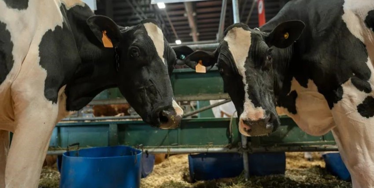 De Palermo al tambo: "la Holando" impulsa la lechería argentina con innovación genética