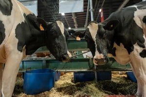 Otro punto clave es la relación entre bienestar y productividad. Vacas sometidas a estrés destinan más energía a responder a ese estado que a producir leche, afectando tanto el rendimiento como la reproducción.