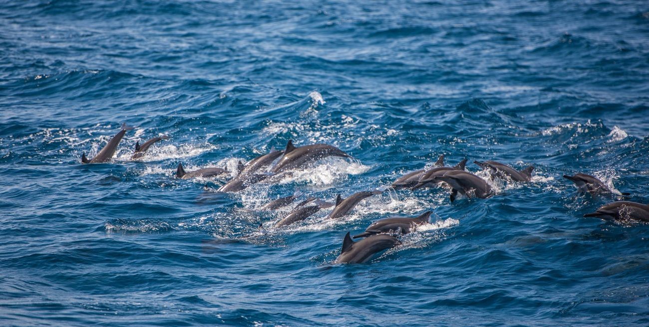 Día Mundial de las Ballenas y los Delfines, ¿por qué son fundamentales para el medio ambiente?