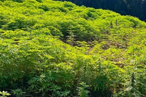 Una de las fotos que divulgó la policía de la inmensa plantación.