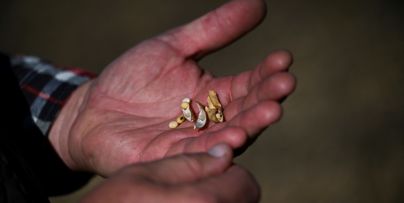 ¿Cuáles son las perspectivas para los commodities en 2026?
