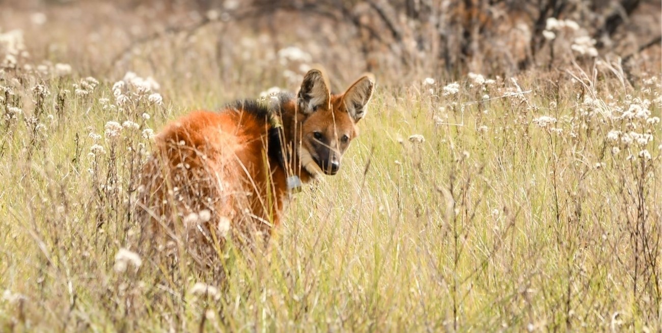 Tras ser asistido en La Esmeralda, Provincia liberó un aguará guazú en su hábitat natural