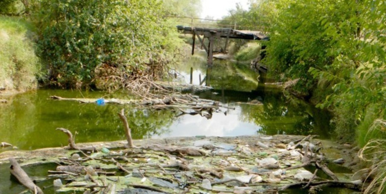 Buscan restaurar la vegetación en la cuenca del Arroyo Cululú
