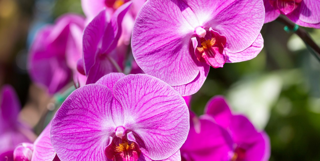 Cuál es la flor ideal para regalar en pareja, según el Feng Shui