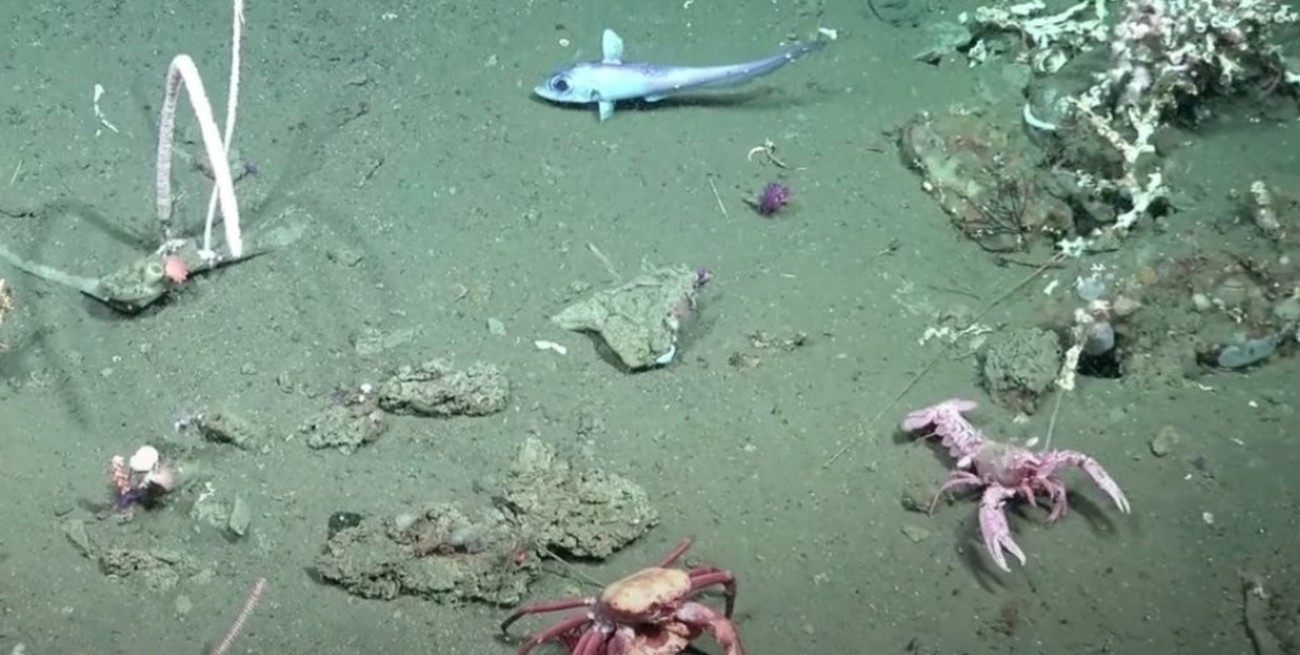 Descubrí qué animal marino del stream del CONICET sos según tu signo zodiacal 