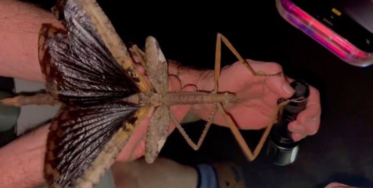 Este es Acrophylla alta, el insecto palo gigante recientemente descubierto en Australia
