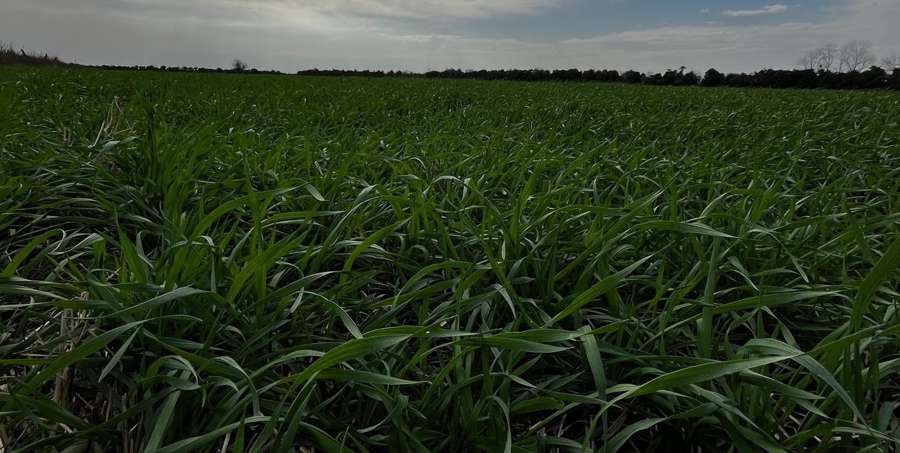 Con 90% de los lotes de trigo bajo condiciones muy buenas a excelente, todos atentos a enfermedades