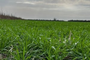 El frío permitió finalizar la siembra de trigo, aunque persiste la presión de los costos