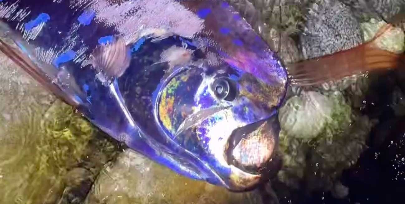 El increíble hallazgo de dos peces remo que sorprendió en México
