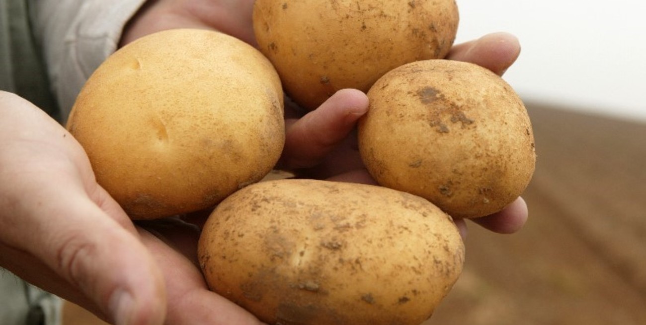 Descubrieron que la papa moderna surgió de un cruce ancestral con el tomate