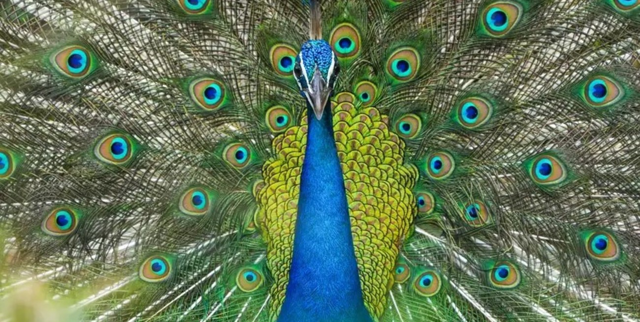 Descubren que las plumas de pavo real "disparan" rayos láser