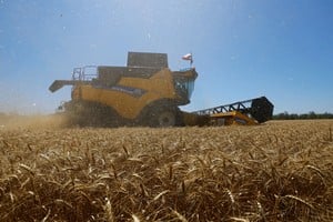 “No sería la primera vez que los precios altos en esta época del año no se sostienen hasta la cosecha, pero hoy el incentivo a sembrar está presente”, concluye Romano.
