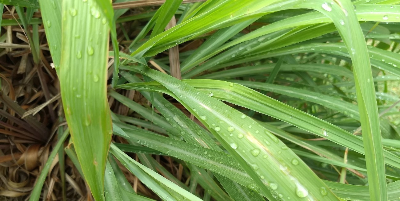 Esta planta es la nueva favorita para perfumar y cuidar el ambiente