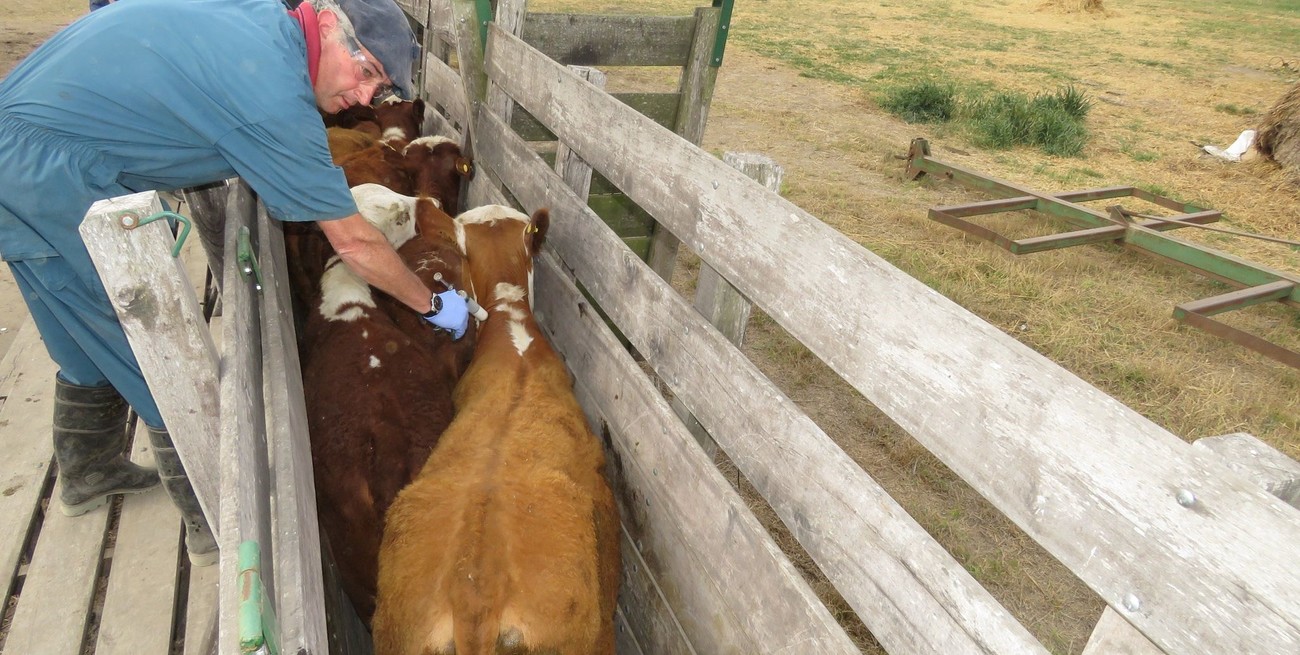 Aftosa: desde la Sociedad Rural de Santa Fe reclaman un esquema de vacunación ajustado a la realidad