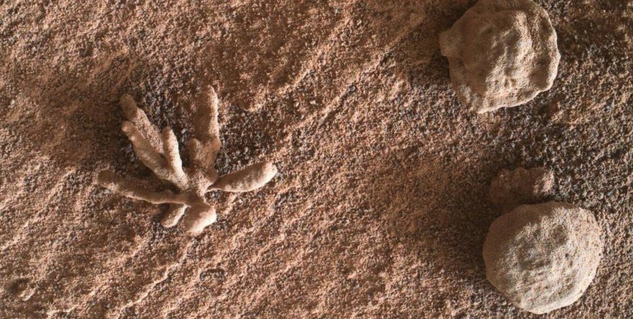 La NASA comunicó el hallazgo de un diminuto coral en Marte