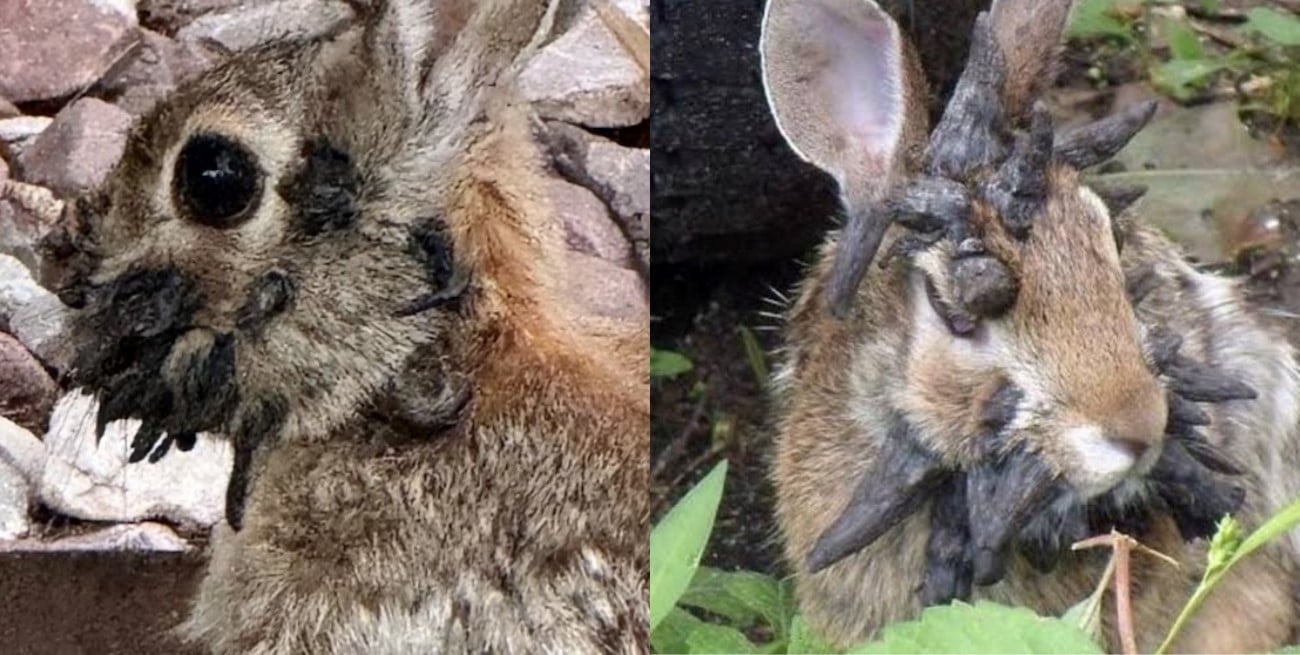 Alarma en Colorado por conejos con extraños “tentáculos” en la cabeza