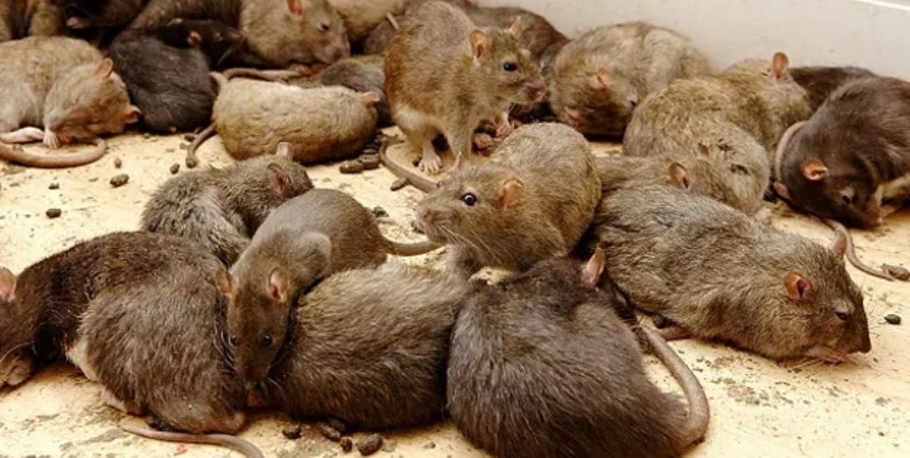 Preocupación en Bariloche: denuncian un criadero de ratas en una vivienda 