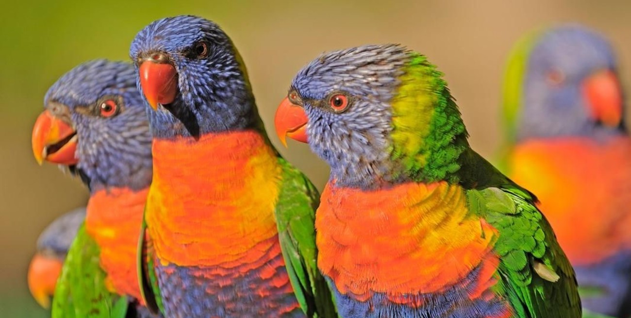 Observan que algunas aves cambian de sexo por el cambio climático