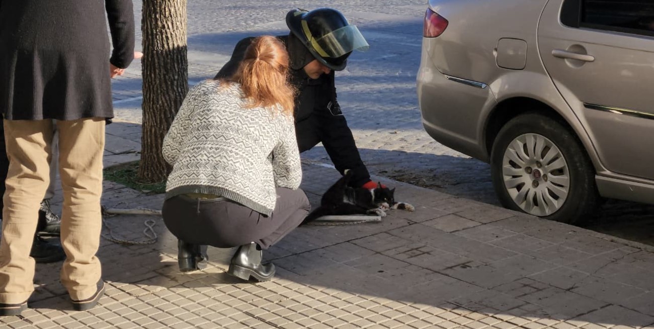 Bomberos rescataron a una gatita atrapada en una red en pleno centro de Rafaela
