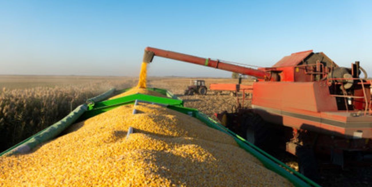 El consumo de maíz 2024/25 para forraje en Argentina se estima en 12,3 Mt