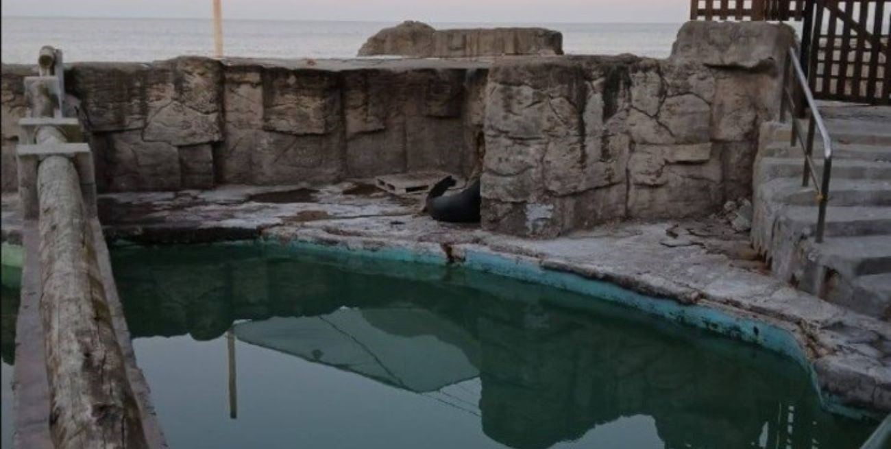 Mar del Plata: denuncian abandono de delfines y lobos marinos en el ex Aquarium 