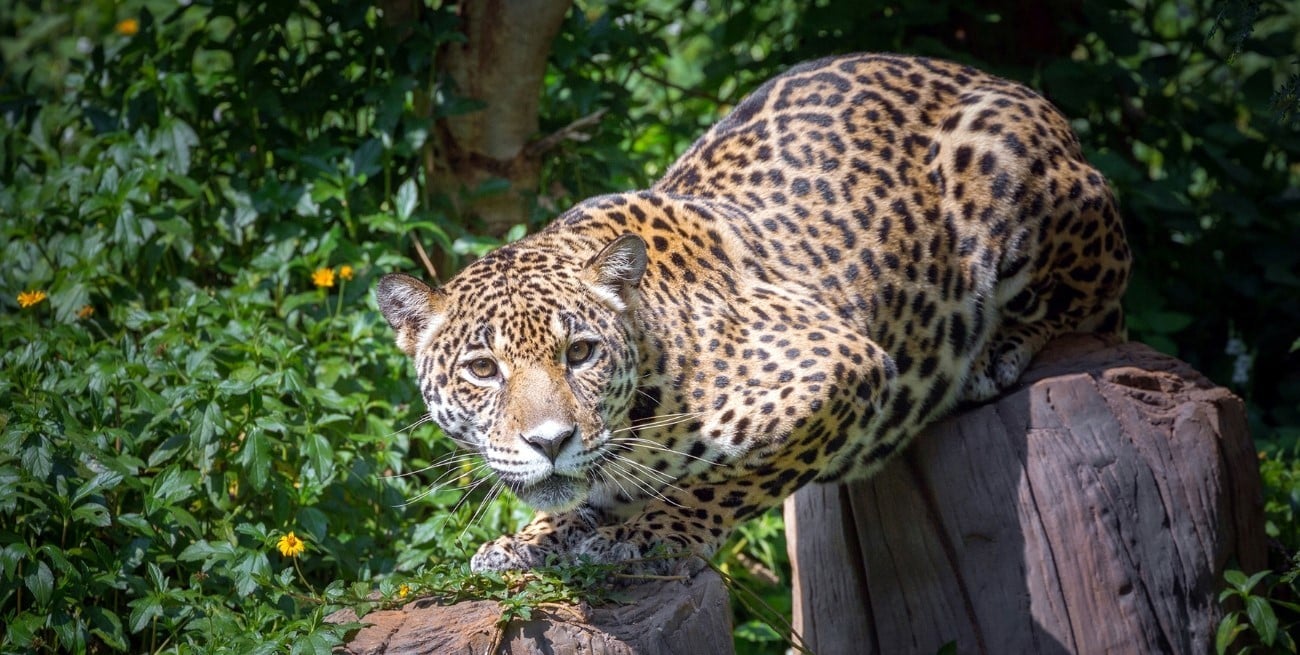 Cuatro hombres fueron condenados por la caza ilegal de un yaguareté en Formosa