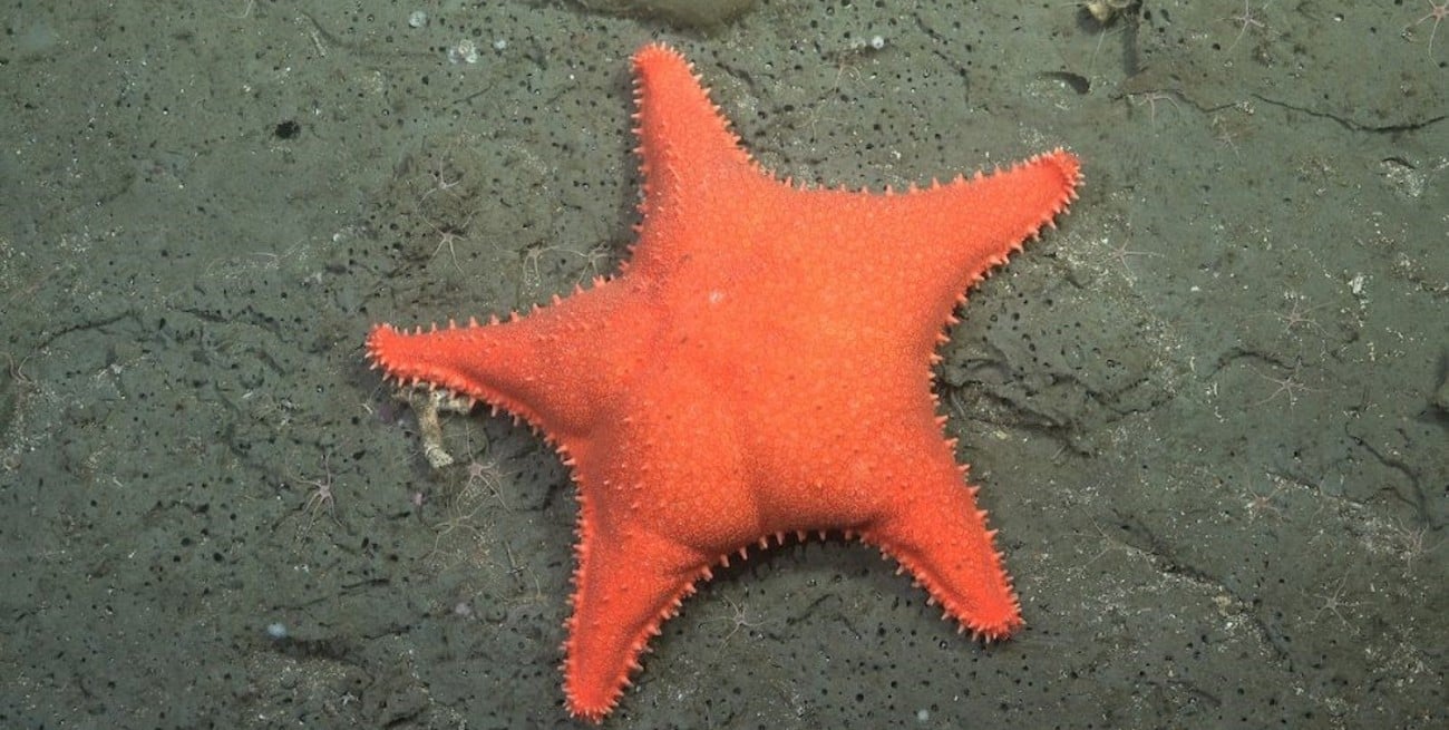 El streaming del CONICET triunfó en los Martín Fierro