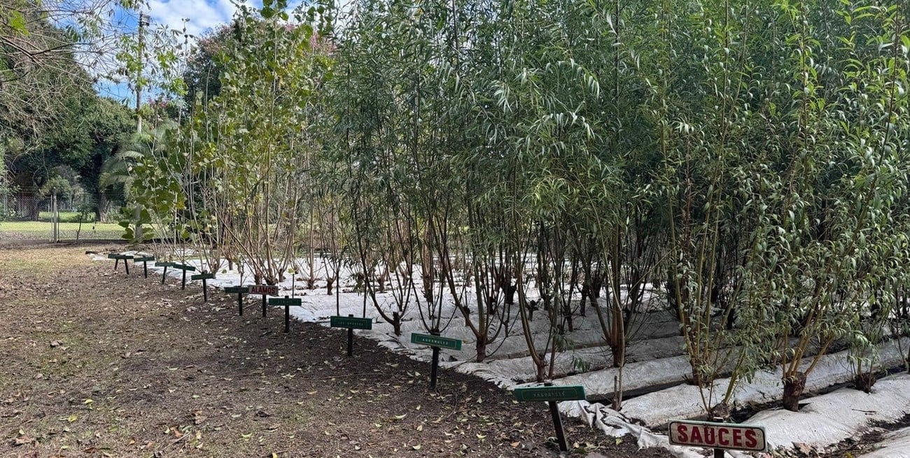 Di Gregorio: "El vivero departamental ya produce 15000 ejemplares"