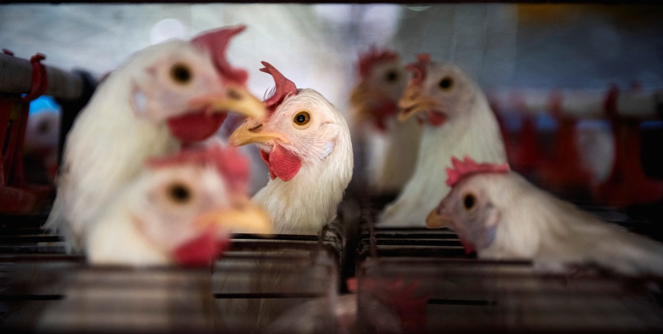 China suspendió importaciones de pollo argentino tras un nuevo brote de gripe aviar