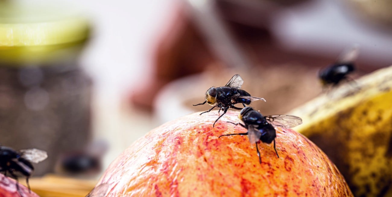 Cuál es el truco casero más efectivo para eliminar las moscas en la fruta