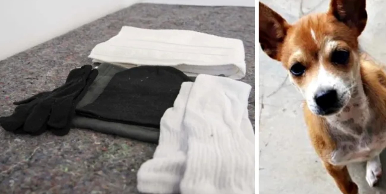 Impulsan una iniciativa para que los refugios acepten personas en situación de calle con sus mascotas