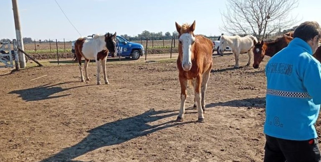 Rescatan 12 caballos desnutridos en Venado Tuerto