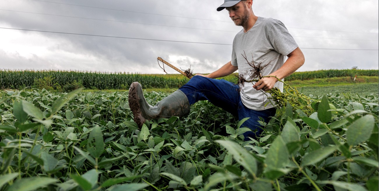 El resurgimiento del maíz y el trigo le quita protagonismo a la soja en la nueva campaña