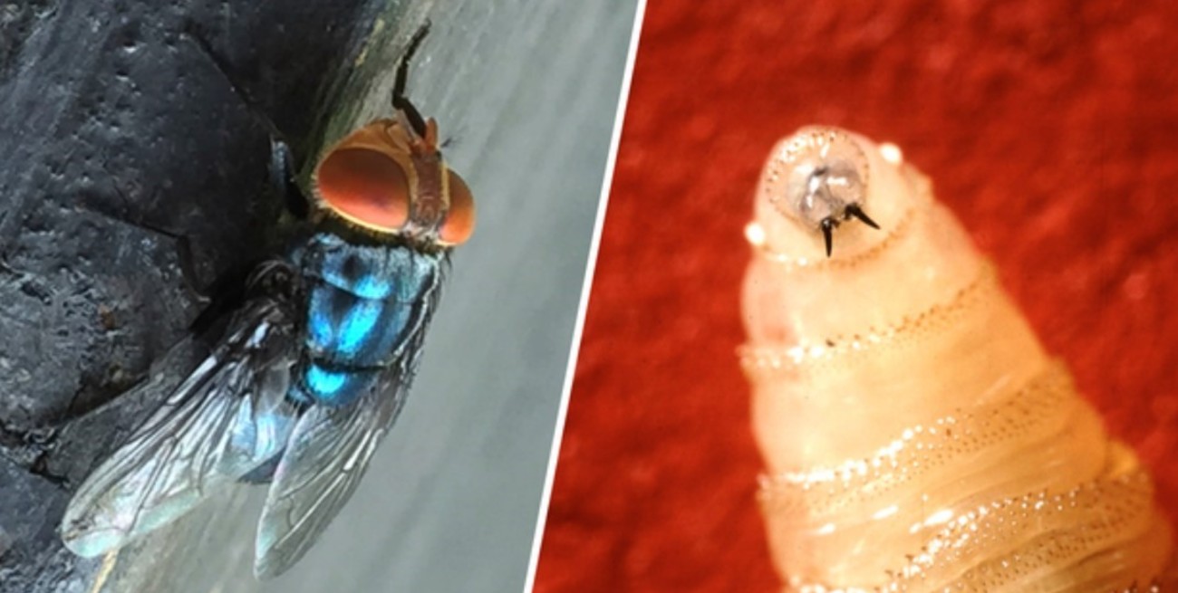 Alerta en Estados Unidos por un caso en humanos de parásito “come carne”