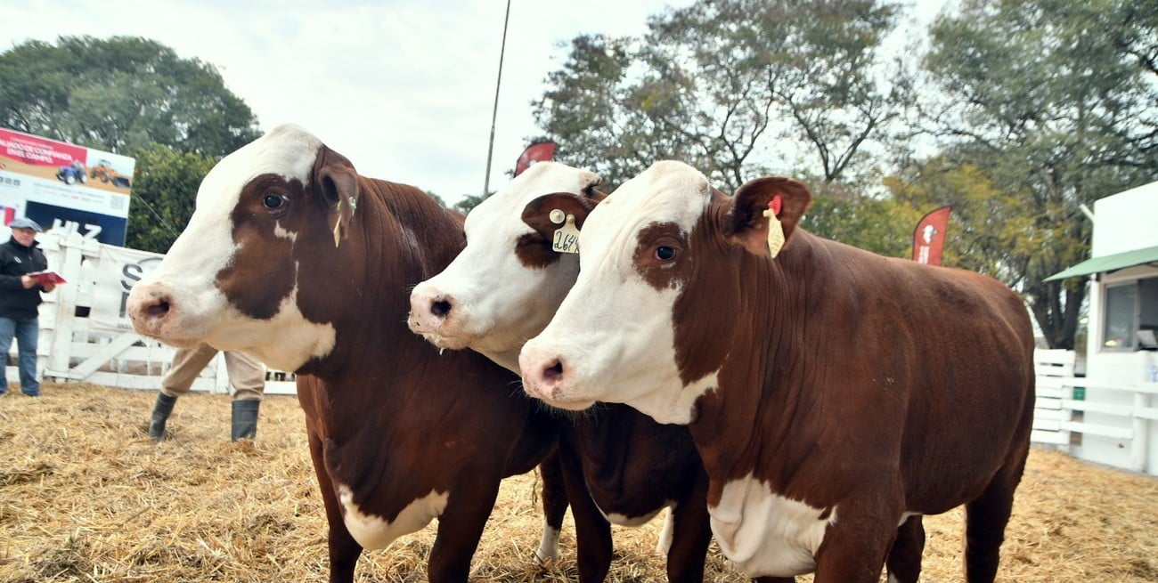 "El mercado ganadero atraviesa un muy buen momento": la Sociedad Rural de Santa Fe cierra el año con un remate de vientres