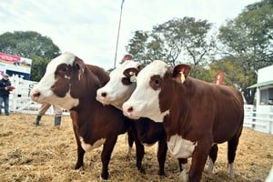 La Sociedad Rural de San Justo se desarrollará entre el 15 y el 18 de agosto bajo el lema "Una pasión que crece". 