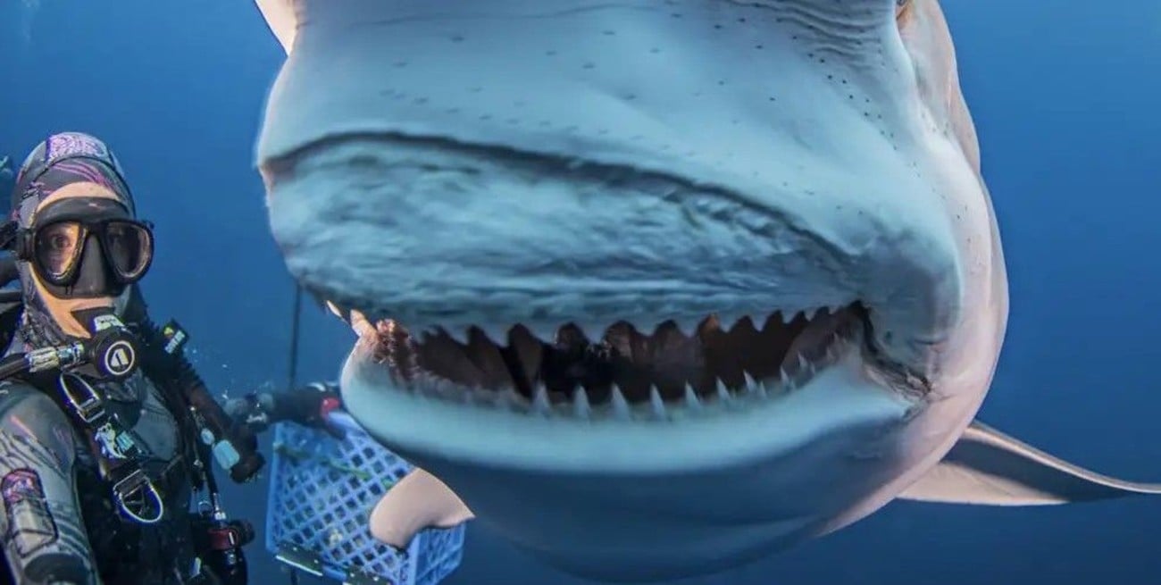 Investigadores alemanes advierten que los tiburones están perdiendo sus dientes