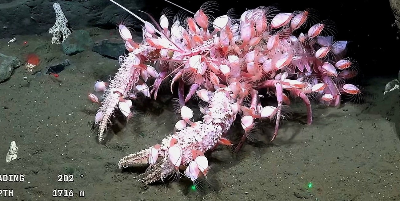 La expedición bajo el oceáno se mudó a Uruguay