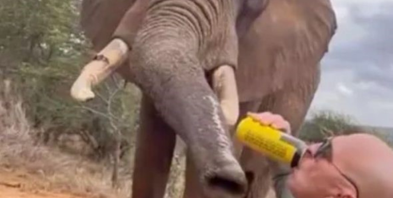 Escándalo en Kenia: un turista le dio cerveza a un elefante por la trompa y publicó las imágenes
